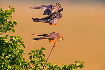 Red-footed Falcon (Falco vespertinus) male landing on female&#39;s back to mate, Hungary. June