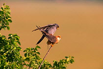 Red-footed Falcon (Falco vespertinus) pair mating, Hungary. June