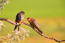 Red-footed falcon (Falco vespertinus) male female pair, Hungary. June