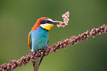 Bee-eater (Merops apiaster) with butterfly prey, Hungary. June