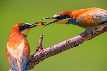 Bee-eater (Merops apiaster) nuptial gift of insect prey, Hungary. June