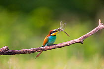 Bee-eater (Merops apiaster) with dragonfly prey, Hungary. June