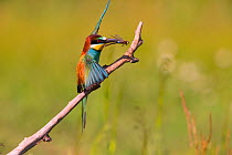 Bee-eater (Merops apiaster) with dragonfly prey, Hungary. June