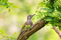 Green woodpecker (Picus viridis) juvenile, Hungary. June