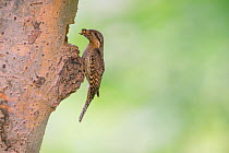 Wryneck (Jynx torquilla) carrying prey to nest hole in tree trunk, Hungary. June