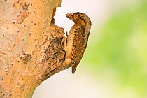 Wryneck (Jynx torquilla) carrying prey to nest hole in tree trunk, Hungary. February