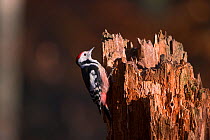Middle Spotted Woodpecker (Dendrocopus medius) on tree stump, Germany. January