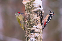 Great spotted woodpecker (Dendrocopos major) and Grey headed woodpecker (Picus canus) on tree trunk, Germany.  December