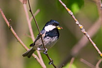 Coal Tit (Parus ater) with food for the chicks, Germany. April