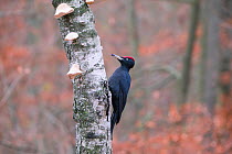 Black Woodpecker (Dryocopus martius) male, Germany. November