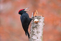 Black Woodpecker (Dryocopus martius) male, calling, Germany. February