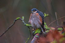 Sparrowhawk (Accipiter nisus) male, Germany. December
