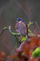 Sparrowhawk (Accipiter nisus) male, perched, Germany. January