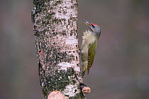Grey-headed Woodpecker(Picus canus) male on tree trunk, Germany. January