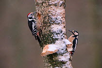 Great spotted woodpecker (Dendrocopos major) right, and Middle spotted woodpecker (Dendrocoptes medius) left, on tree trunk, Germany. April