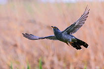 Cuckoo (Cuculus canorus) in flight, Germany. April.