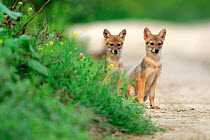 Two Golden jackal (Canis aureus) pups sitting on a path by a grassy verge, Danube Delta, Romania, July.