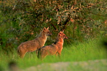 Golden jackals (Canis aureus) standing alert, Danube Delta, Romania, July.