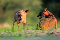 Golden jackals (Canis aureus) fighting. Danube Delta, Romania, July.