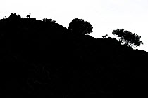 Silhouette of Spanish Ibex (Capra pyrenaica) in the mountains, Sierra de Grazalema Natural Park, Spain. October.