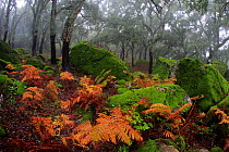 Ferns on the forest floor with Cork trees (Quercus suber )stripped of bark in the background, Los Alcornocales Natural Park, southern Spain, November