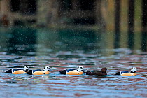 Steller&#39;s eider duck (Polysticta stelleri) four males and one female, Batsfjord, Norway. March