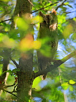 Eurasian scops owl (Otus scops) peering through leaves, Sierra de Grazalema Natural Park. Southern Spain. June.