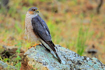 Eurasian sparrowhawk (Accipiter nisus) Sierra de Grazalema Natural Park. Southern Spain. June