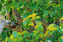 Scops owl (Otus scops) juvenile, Sierra de Grazalema Natural Park. Southern Spain. July
