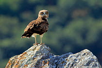 Short-toed eagle (Circaetus gallicus) on rock in the Sierra de Grazalema Natural Park. Spain. July