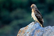 Short-toed snake eagle (Circaetus gallicus) perched on rock, Sierra de Grazalema Natural Park. Southern Spain. August