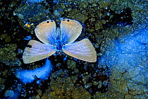 Dead Lang's short-tailed blue butterfly (Leptotes pirithous) in a river with bacterial film, Los Alcornocales Natural Park, Southern Spain, September.