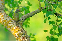 Grey-headed woodpecker (Picus canus) feeding at holes in Populus sp tree , Danube Delta, Romania. July.
