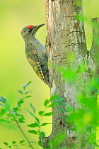 Grey-headed woodpecker (Picus canus) feeding at holes in Populus sp tree , Danube Delta, Romania. July.