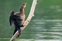 Pygmy cormorant (Microcarbo pygmaeus) shaking off water from its feathers, Danube Delta, Romania. July.