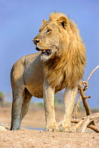 Adult male lion (Panthera leo) standing on the banks of the Luangwa River, South Lunangwa NP. Zambia.