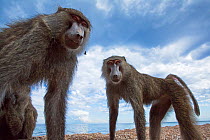 Olive baboons standing on the lake shore. Gombe National Park, Tanzania.
