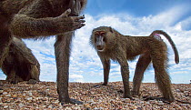 Olive baboons (Papio anubis) standing on the lake shore. Gombe National Park, Tanzania.