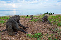 Olive baboons digging in soil for the roots of sedges. Gombe National Park, Tanzania.