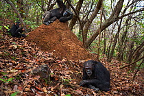 Eastern chimpanzee (Pan troglodytes schweinfurtheii) female &#39;Nasa&#39; aged 25 years watching the G Family termite fishing . Gombe National Park, Tanzania. September 2014.