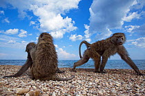 Olive baboons resting and grooming on the shore of Lake Tanganyika. Gombe National Park, Tanzania.