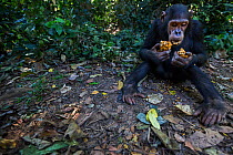Eastern chimpanzee (Pan troglodytes schweinfurtheii) juvenile male &#39;Gimli&#39; aged 10 years with wodges of fruit he is feeding on . Gombe National Park, Tanzania. May 2014.