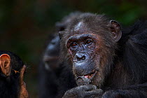 Eastern chimpanzee (Pan troglodytes schweinfurtheii) female &#39;Gremlin&#39; aged 43 years feeding on charcoal . Gombe National Park, Tanzania. September 2014.