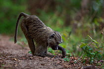 Olive baboon (Papio anubis) juvenile digging for roots. Gombe National Park, Tanzania.