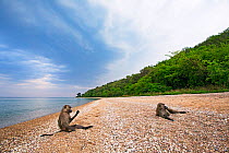 Olive baboons (Papio anubis) resting on the shores of Lake Tanganyika. Gombe National Park, Tanzania.