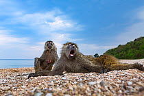 Olive baboon (Papio anubis) young male and female resting on the shores, Lake Tanganyika. Gombe National Park, Tanzania.