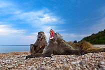 Olive baboon (Papio anubis) young male and female resting on the shores of Lake Tanganyika. Gombe National Park, Tanzania.