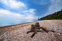 Olive baboon (Papio anubis) young male being groomed on the shores of Lake Tanganyika. Gombe National Park, Tanzania.