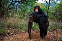 Eastern chimpanzee (Pan troglodytes schweinfurtheii) female &#39;Golden&#39; aged 16 years carrying her infant daughter &#39;Glamour&#39; aged 3 years . Gombe National Park, Tanzania. September 2014.