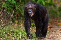 Eastern chimpanzee (Pan troglodytes schweinfurtheii) female &#39;Gremlin&#39; aged 43 years walking . Gombe National Park, Tanzania. September 2014.